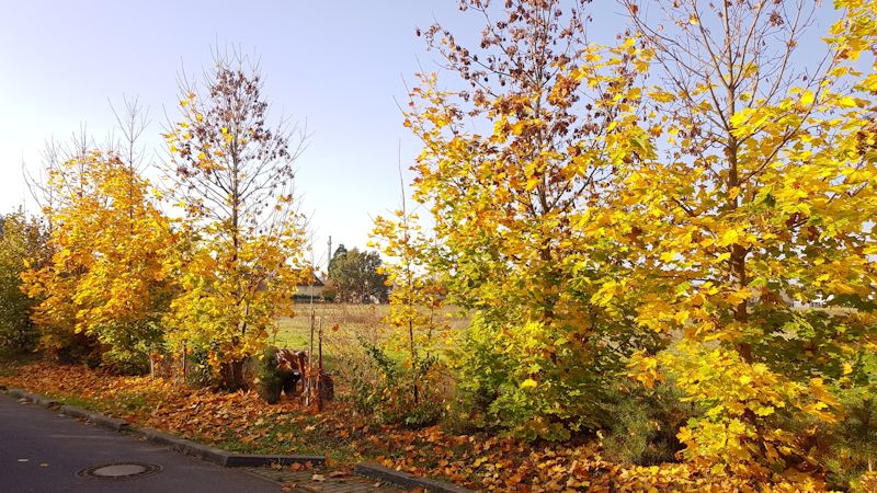 in autumn