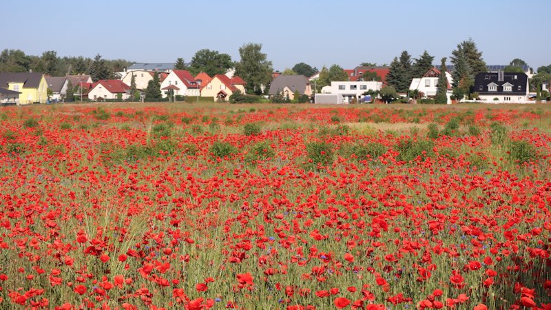 beautiful field